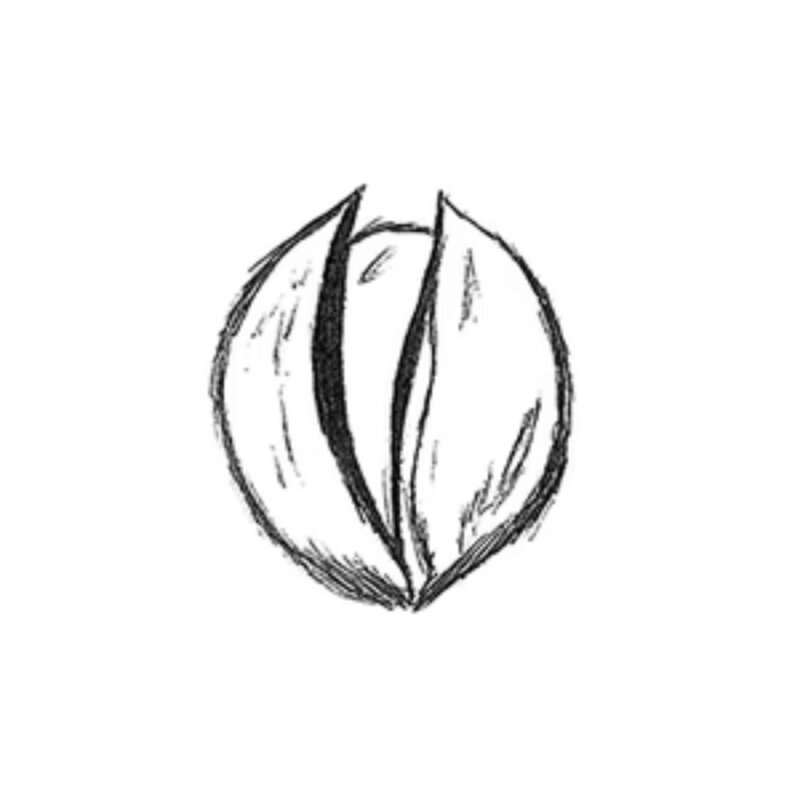 Pavoni Marron Silicone Moulds 300 X 175 Mm Cedric - 4